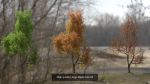 6 High quality Maple tree collection