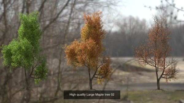 6 High quality Maple tree collection