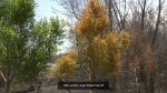 6 High quality Maple tree collection
