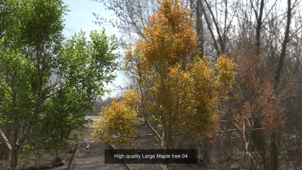 6 High quality Maple tree collection