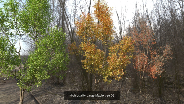 6 High quality Maple tree collection