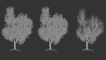 6 High quality Maple tree collection