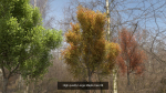 6 High quality Maple tree collection