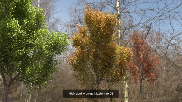 6 High quality Maple tree collection