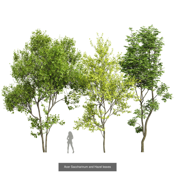 8 Different SETS Of Trees SET VOL10