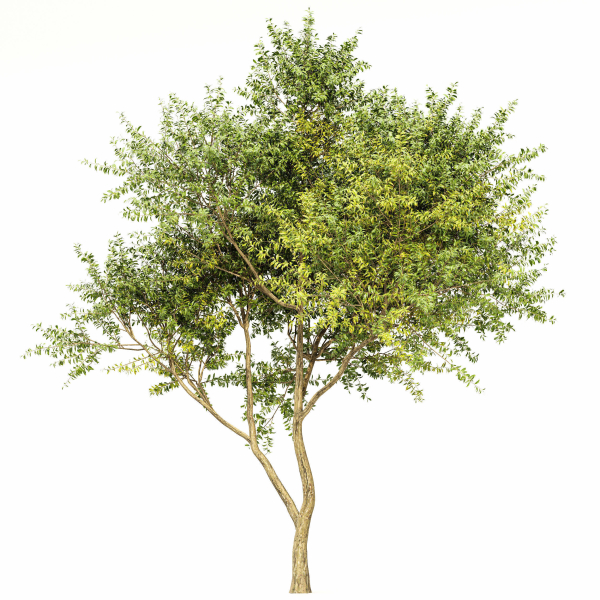 8 Different SETS Of Trees SET VOL10