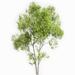 8 Different SETS Of Trees SET VOL10