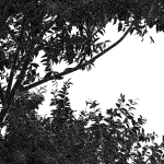8 Different SETS Of Trees SET VOL10