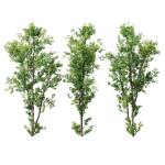 8 Different SETS Of Trees SET VOL10