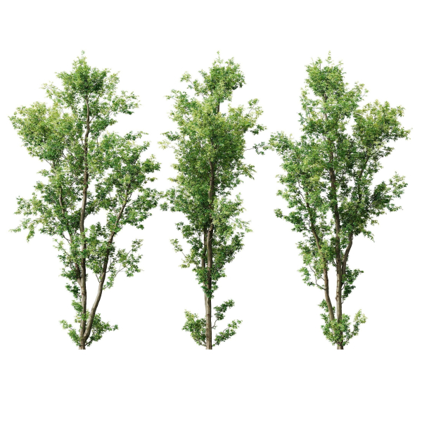 8 Different SETS Of Trees SET VOL10