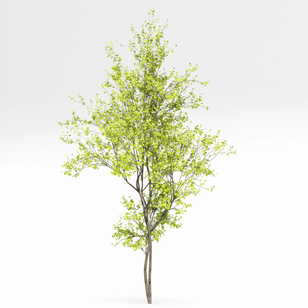8 Different SETS Of Trees SET VOL10