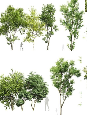 8 Different SETS Of Trees SET VOL10