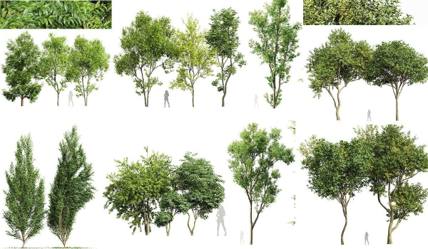 8 Different SETS Of Trees SET VOL10