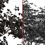 8 Different SETS Of Trees SET VOL10