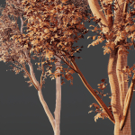 8 Different SETS Of Trees SET VOL10