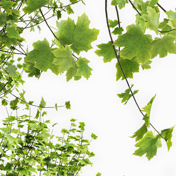 8 Different SETS Of Trees SET VOL10