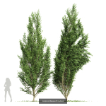 8 Different SETS Of Trees SET VOL10
