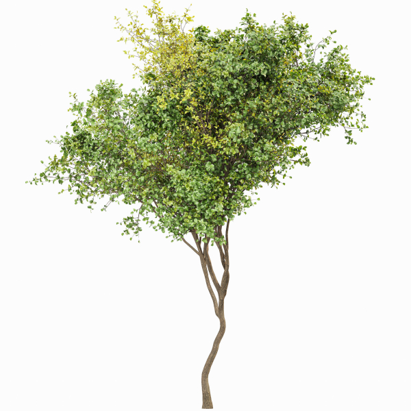 8 Different SETS Of Trees SET VOL10