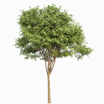 8 Different SETS Of Trees SET VOL10