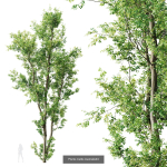 8 Different SETS Of Trees SET VOL10