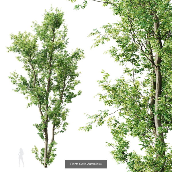 8 Different SETS Of Trees SET VOL10