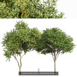 8 Different SETS Of Trees SET VOL10
