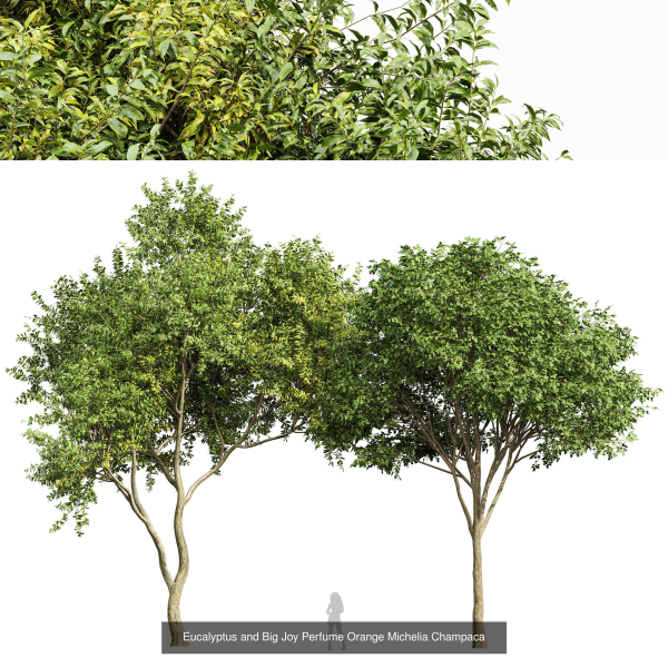 8 Different SETS Of Trees SET VOL10
