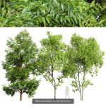 8 Different SETS Of Trees SET VOL10