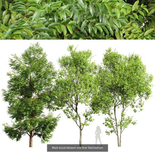 8 Different SETS Of Trees SET VOL10