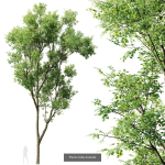 8 Different SETS Of Trees SET VOL10