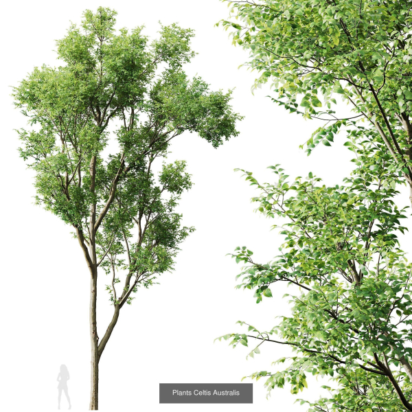 8 Different SETS Of Trees SET VOL10