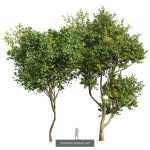 8 Different SETS Of Trees SET VOL10