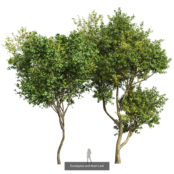 8 Different SETS Of Trees SET VOL10