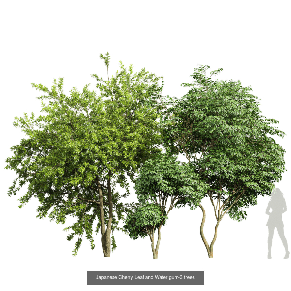 8 Different SETS Of Trees SET VOL10