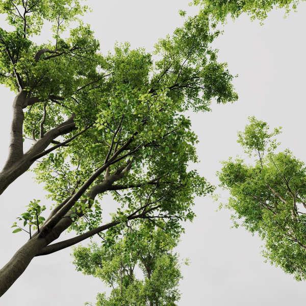 8 Different SETS Of Trees SET VOL10