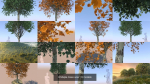 8 Maple trees acer