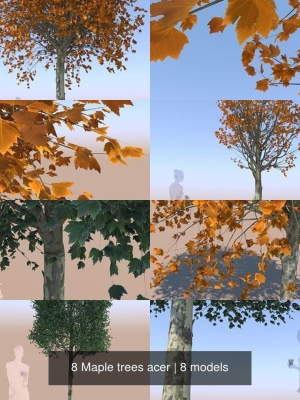 8-maple-trees-acer-3d-model-max-obj-fbx