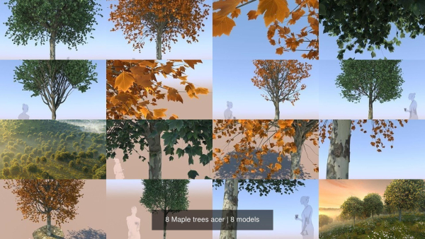 8 Maple trees acer
