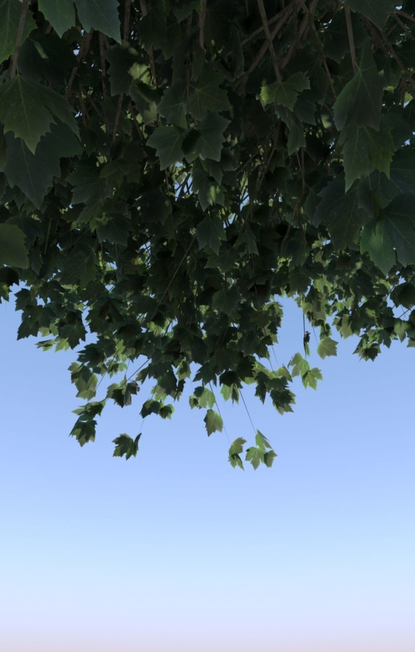8 Maple trees acer
