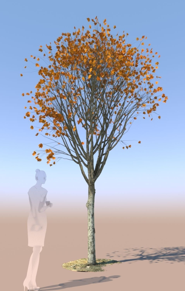8 Maple trees acer