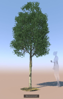 8 Maple trees acer