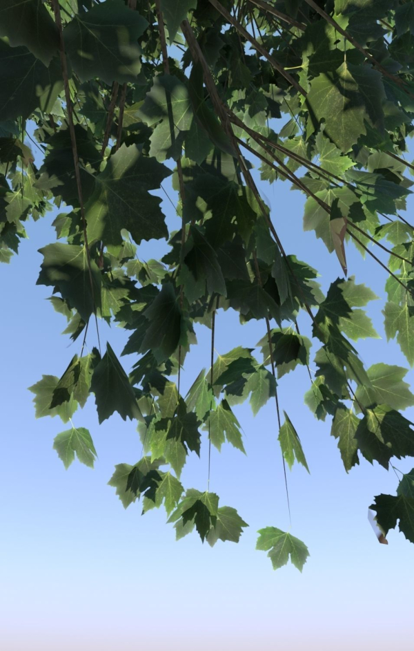 8 Maple trees acer