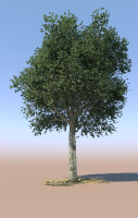 8 Maple trees acer