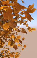 8 Maple trees acer