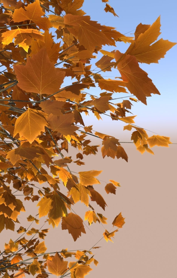 8 Maple trees acer