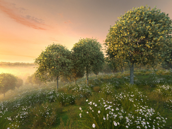8 Maple trees acer