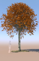 8 Maple trees acer