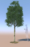 8 Maple trees acer