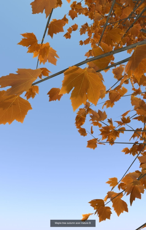 8 Maple trees acer