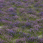 80 Different SETS Of Grass and Bush SET VOL08